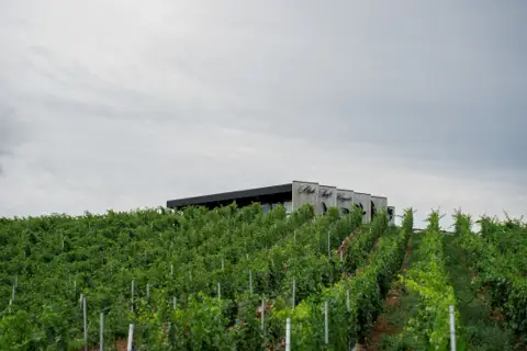 Black Swift Vineyards - Venues - Kelowna, Mainland BC (photo 3)