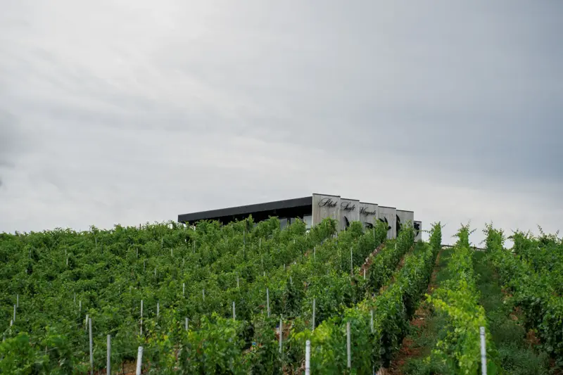 Black Swift Vineyards - Venues - Kelowna, Mainland BC (photo 3)
