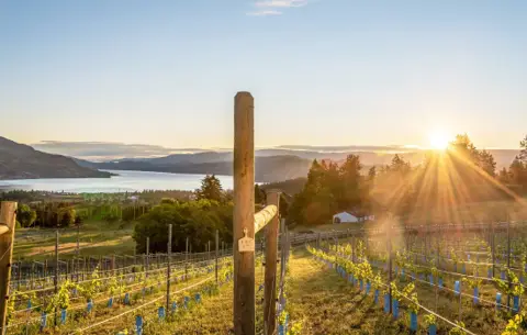 Black Swift Vineyards - Venues - Kelowna, Mainland BC (photo 5)