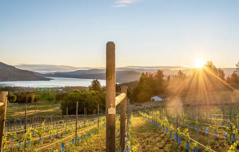 Black Swift Vineyards - Venues - Kelowna, Mainland BC (photo 5)