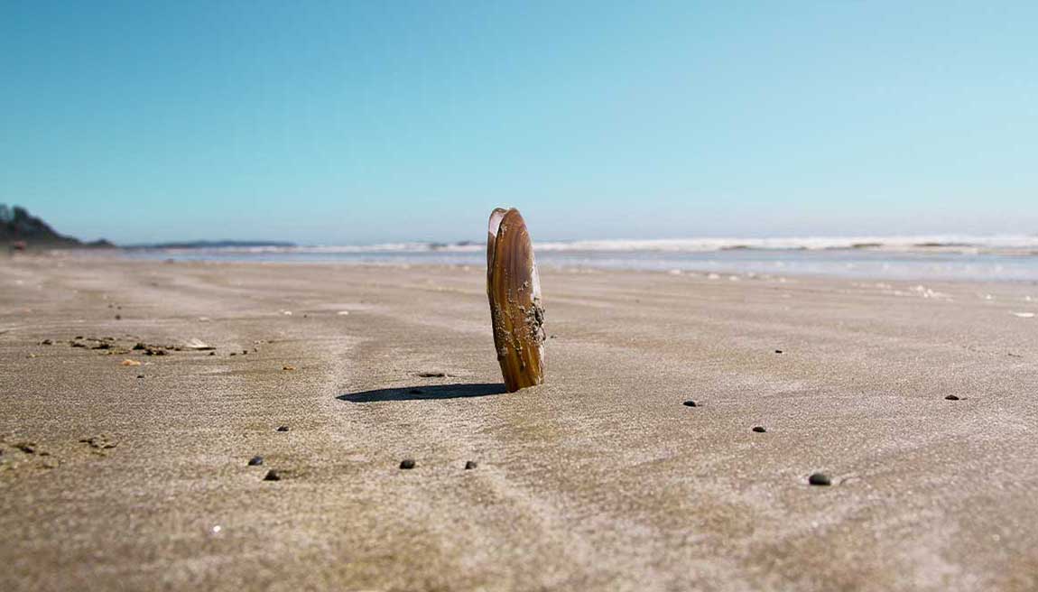Real Tofino Wedding Stories & Tips From Couples Who Did It