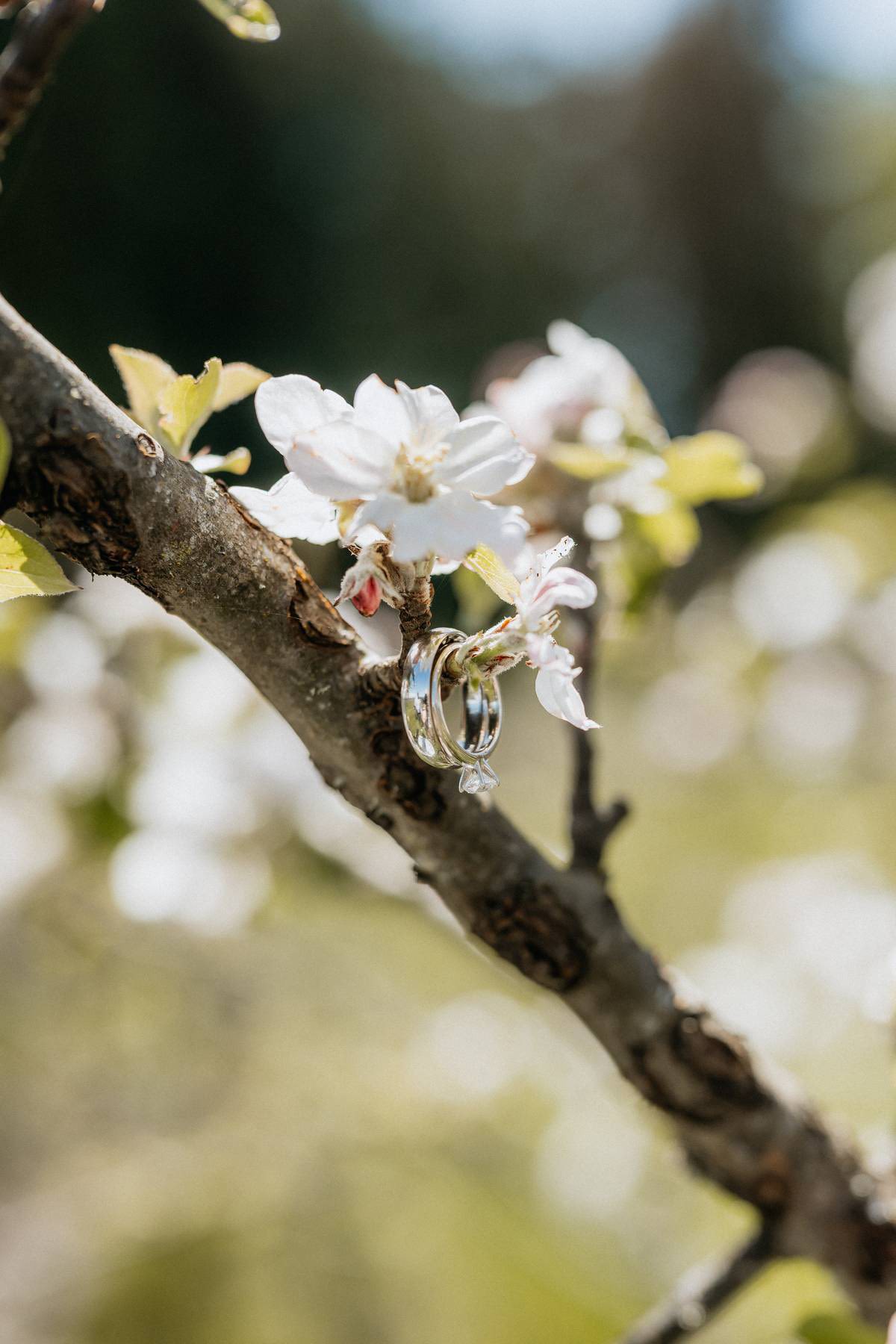 Wedding rings resting on a tree branch