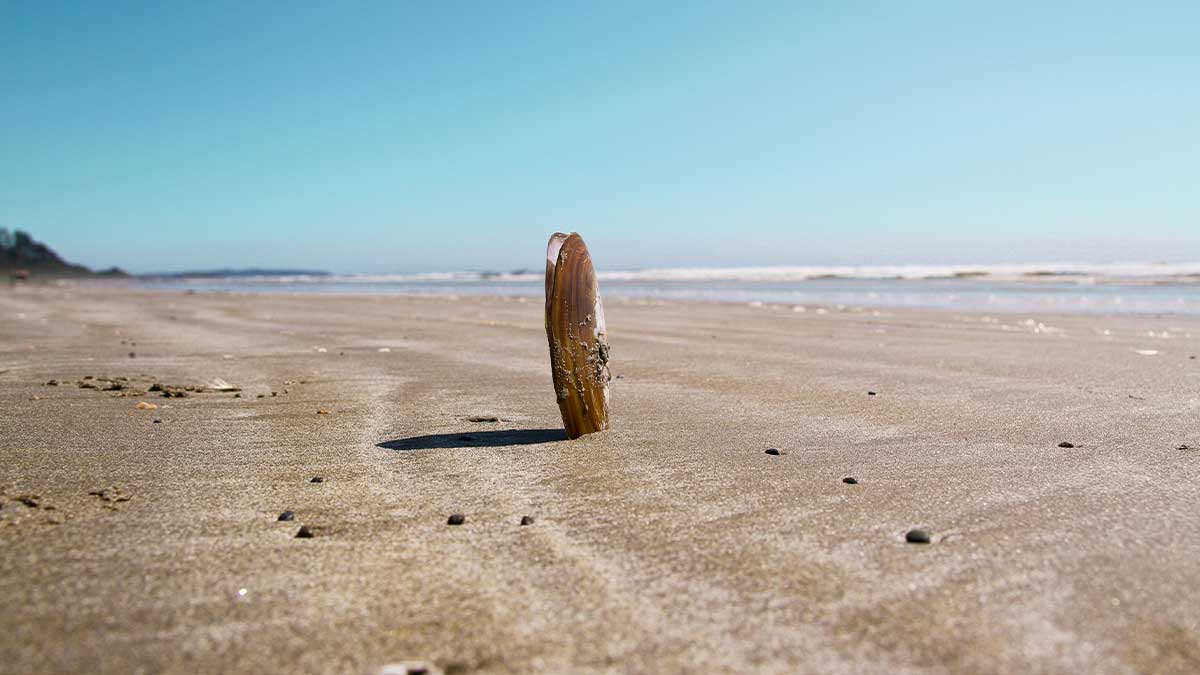 Real Tofino Wedding Stories & Tips From Couples Who Did It